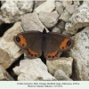 erebia hewitsonii zekari male2